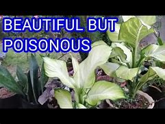 Image result for Dieffenbachia Plant Poisonous