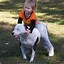 Image result for Cute Pit Bulls