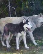 Image result for Wolf Meets Dog