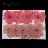 Image result for Sakura Pressed Flower