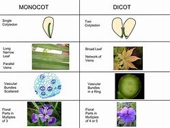 Image result for Dicots Literal Bud