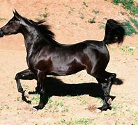 Image result for Saudi Arabia Horse