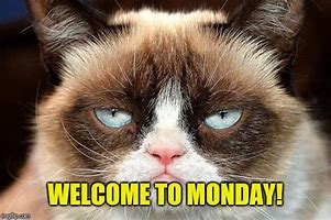 Image result for monday cats meme grumpy