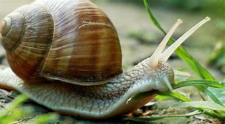 Image result for "slugs-and-snails"