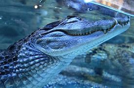 Image result for Cute Crocodile