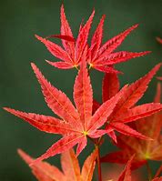 Image result for Japanese Acer Tree