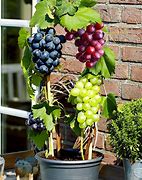 Image result for Grape Vines in Pots