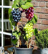 Image result for Types of Grape Vines