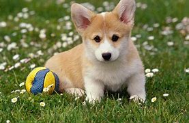 Image result for Free Dog Pics