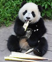 Image result for Panda Sit