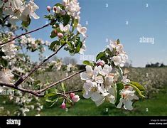 Image result for Apple Blossom Orchard