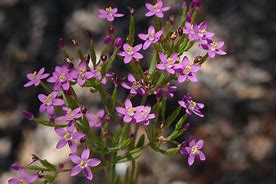Image result for centaury