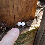 Image result for Anole Lizard Eggs