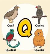 Image result for Animals Whose Names Start with Q