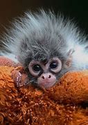 Image result for Cute Fuzzy Baby Animals