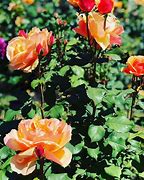Image result for International Rose Day