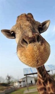 Image result for Cute Animals Giraffe