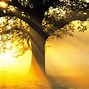 Image result for Windows Tree Background