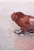 Image result for Funny Chicken Shaming