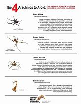 Image result for Poisonous Spider Identification