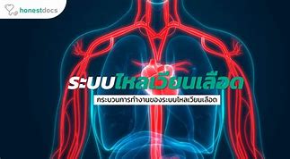 Image result for ระบบ HDC