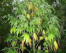 Image result for Sick Marijuana Plants Problems