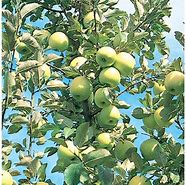 Image result for Jungs Honey Golden Apples Tree