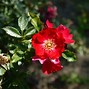 Image result for Climbing Rose Tree