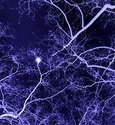 Image result for Neurons Universe