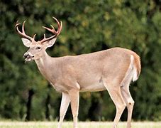 Image result for 150-Inch Whitetail Buck
