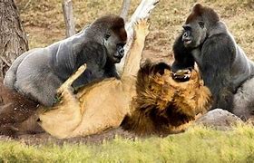 Image result for Big Animals Fighting