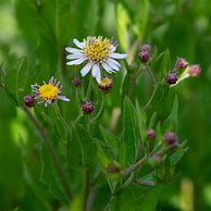 Image result for Aster ageratoides Asran