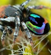 Image result for Rainbow Spider