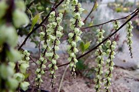 Image result for STACHYURUS CHIN. CELINA