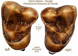 Image result for Coyote Upper Jaw