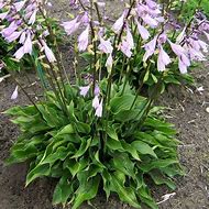 Image result for Hosta Harry Van Trier [J.S.]