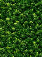 Image result for Leaves Texture Seamless