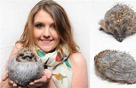 Image result for Real Hedgehog