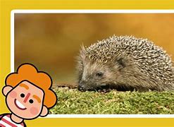 Image result for Hedgehog Food Chain