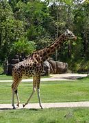 Image result for World's Biggest Giraffe