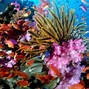 Image result for iPad Pro Wallpaper Marine Life