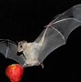Image result for Fruit Bat Eating Plum