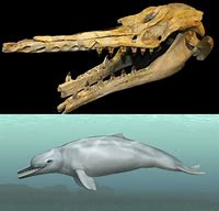 Image result for Toothed Whales Echolocation