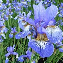 Image result for Iris sibirica Persimmon