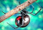 Image result for Bird Eating Spider Fangs