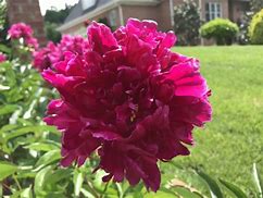 Image result for Paeonia lactiflora Black Beauty