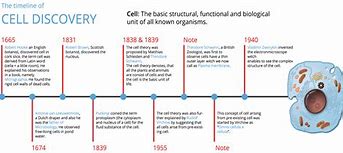 Image result for Timeline of Cell Colourful