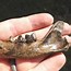 Image result for Bobcat Jawbone