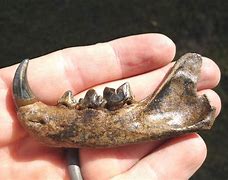 Image result for Bobcat Jawbone