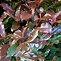 Image result for Photinia fraseri Magical Volcano